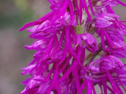 Orchis_anthropophora_x_O._italica_Santiago_dos_Velhos